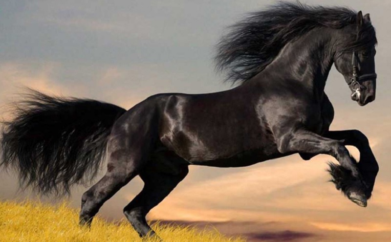 So sánh giữa ngựa đua thuần chủng và giống ngựa quý của Mỹ