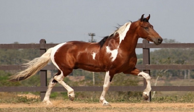 Tổng hợp giống ngựa phổ biến được sử dụng nhiều trên thế giới